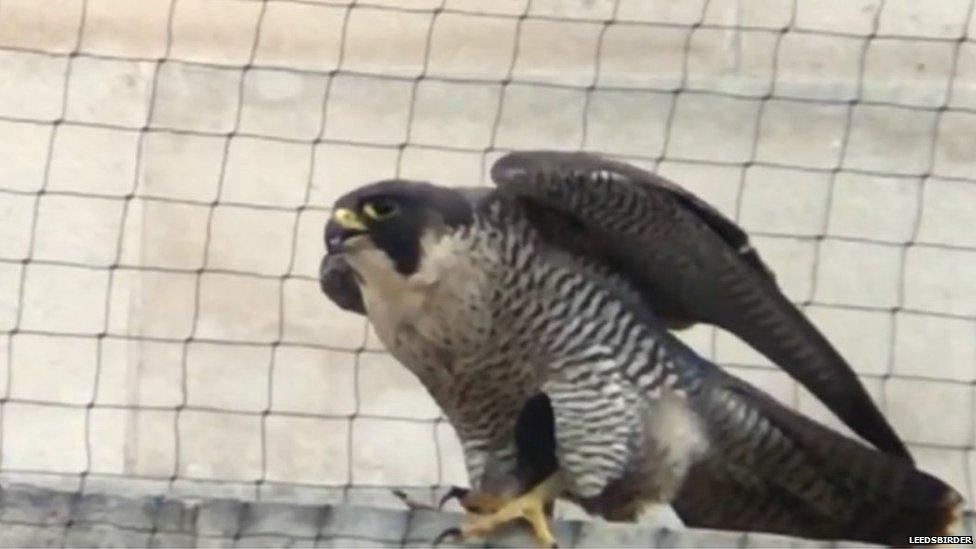 A peregrine spotted in Leeds