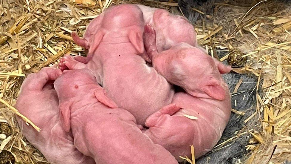 Hairless baby bunnies