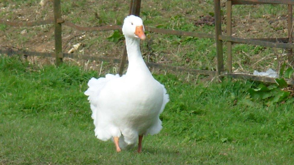 Goose