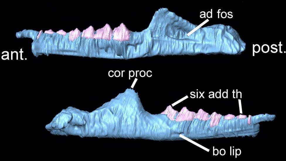 Part of the 3D skeleton modelled from the fossil remains found in south Wales