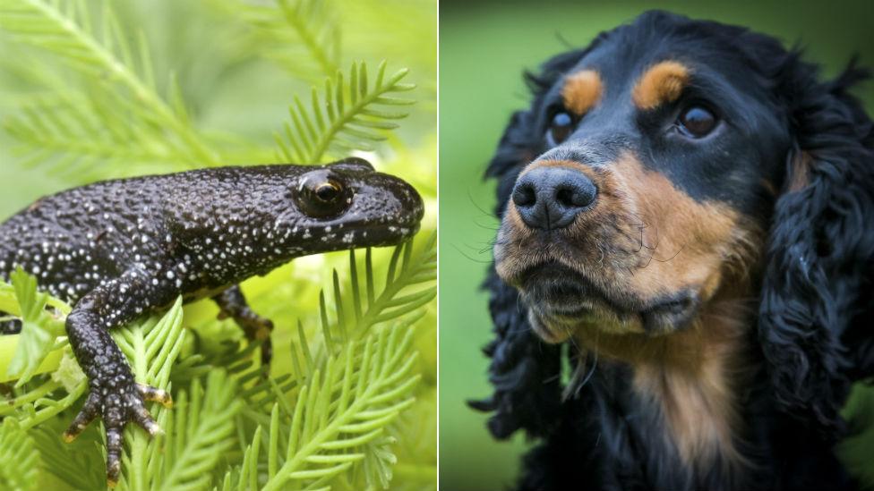 Great crested newt and Rocky the dog