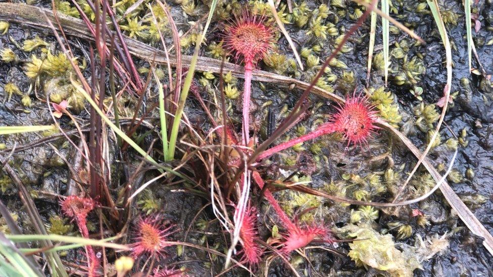 Carnivorous sundew plant