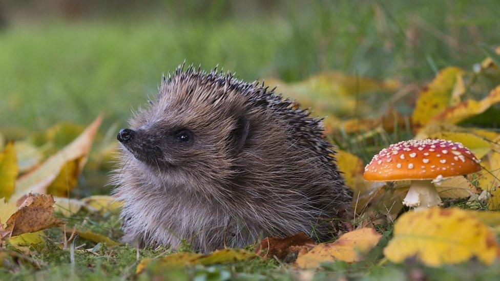 a Hedgehog on the grass