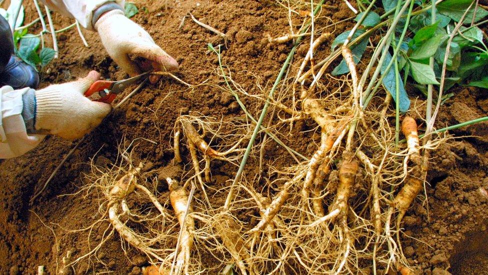 Ginseng being harvested