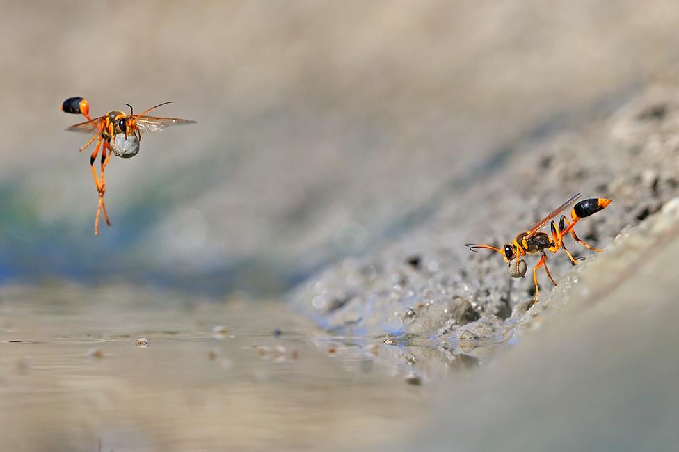 Mud-dauber wasps at Walyormouring Nature Reserve, Western Australia