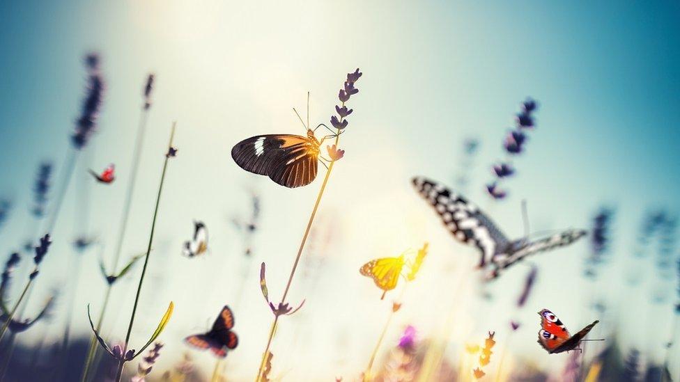 Butterflies on wildflowers