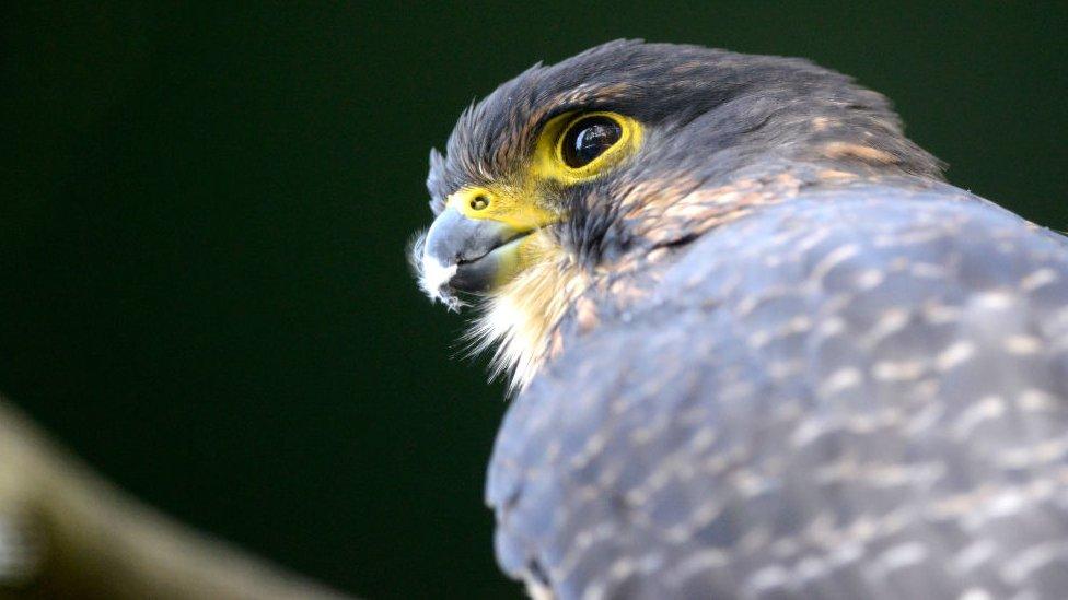 New Zealand Harrier