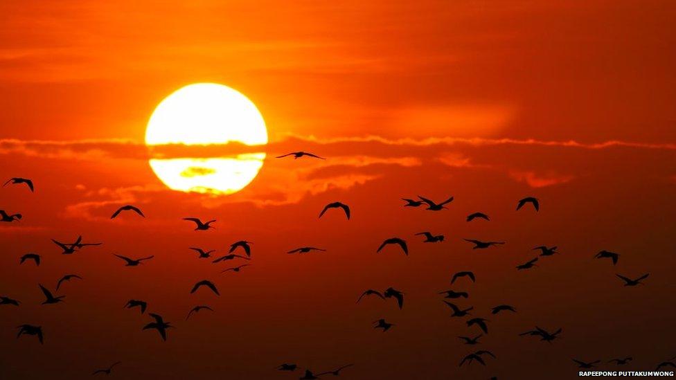 Stock photo of sun, clouds and birds in Thailand