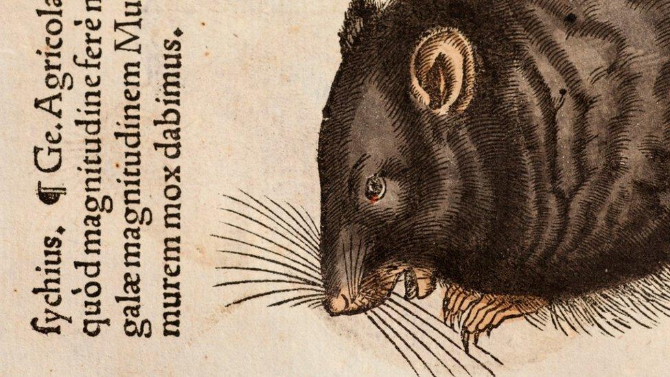 A 1551 wood cut illustration of a black rat by Conrad Gesner, a naturalist who died of plague in 1565 (SPL)