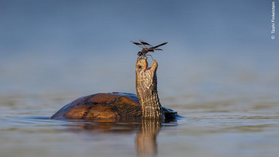 'The Happy Turtle' by Tzahi Finkelstein