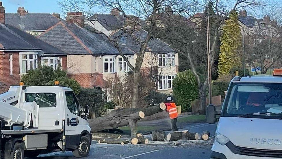 Tree clearance