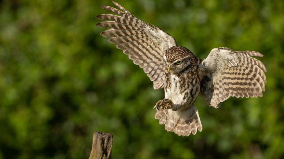 Bird in flight