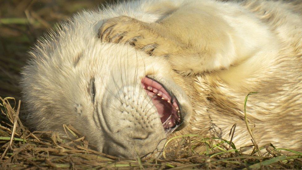 Seal pup