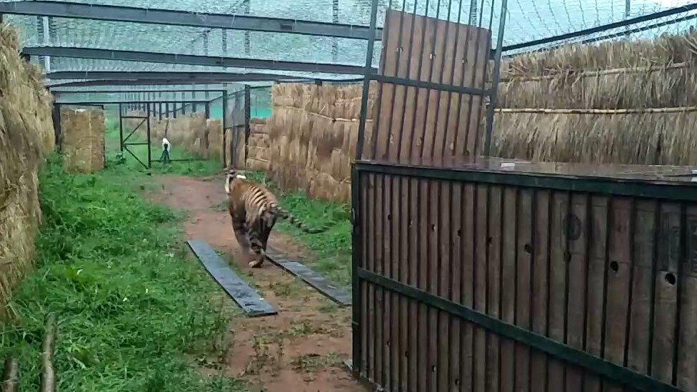 The tiger leaps out of the truck into the enclosure when it arrives in Satkosia.