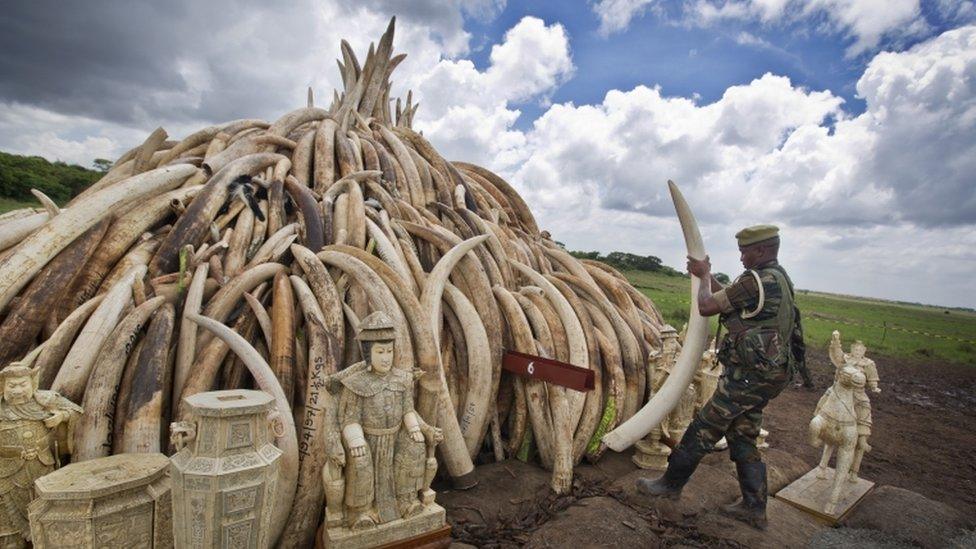 Kenya Wildlife Service ranger with ivory pyre in Nairobi National Park 28 April 2016