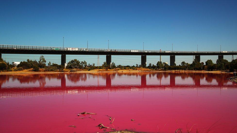 General view of the pink lake at Westgate Park, Melbourne, Australia, 26 March 2019.