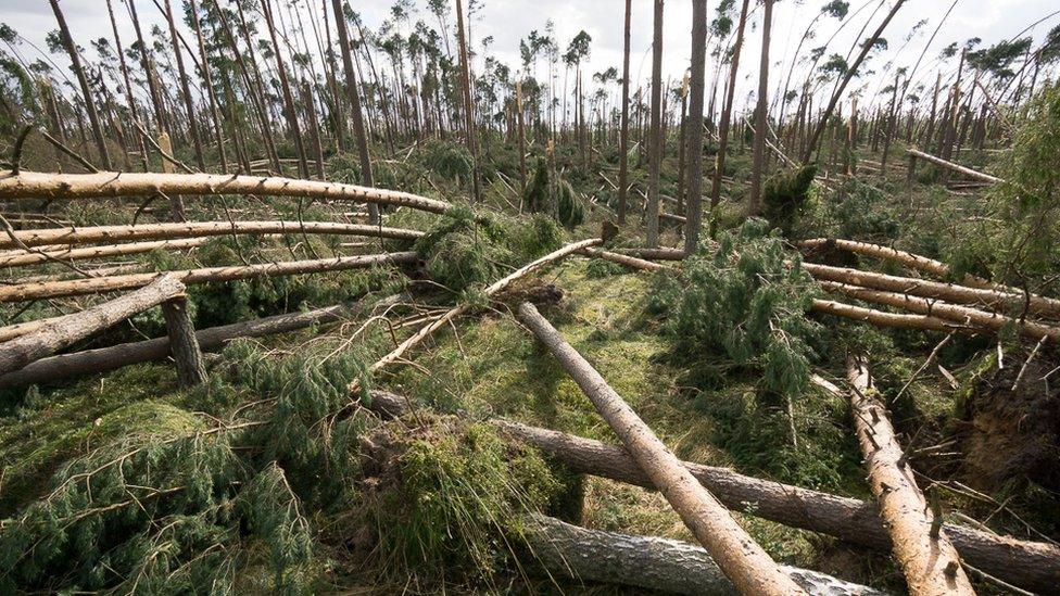 Image shows large fallen trees strewn across the forest floor