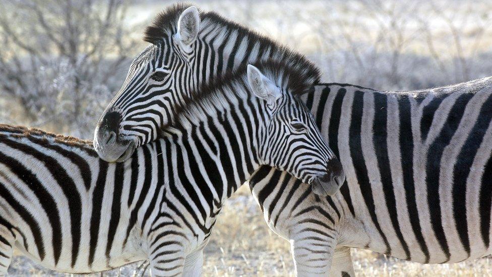 'Love isn't always black and white' said the Zebra to its partner in the Masai Mara National Reserve, Kenya.