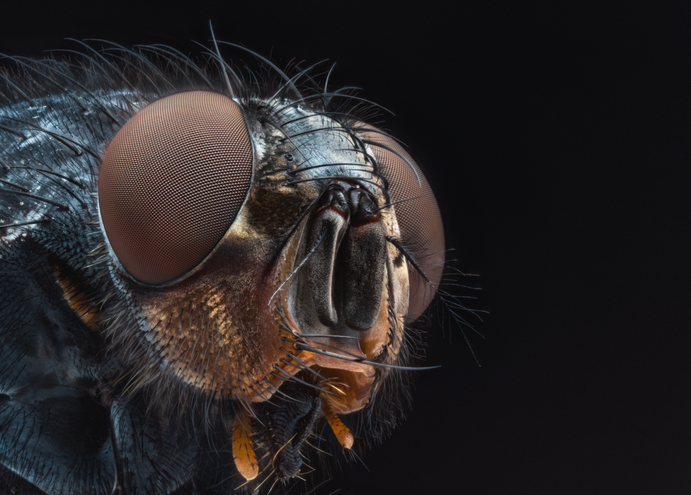 Blowfly