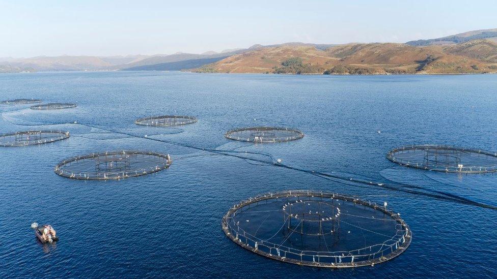 salmon farm