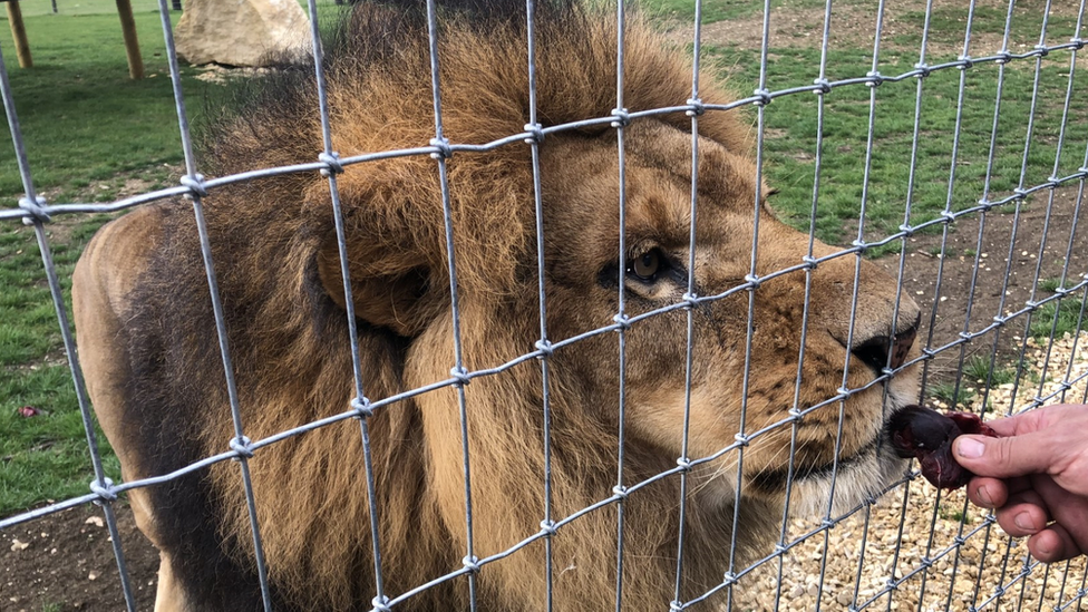 African lion behind a mesh fence