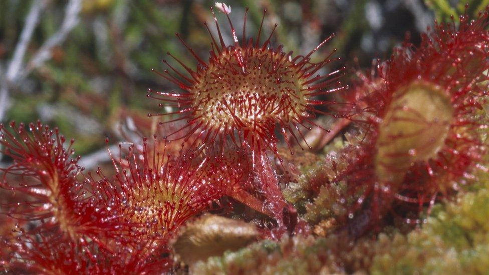 Sundew traps and digests insects