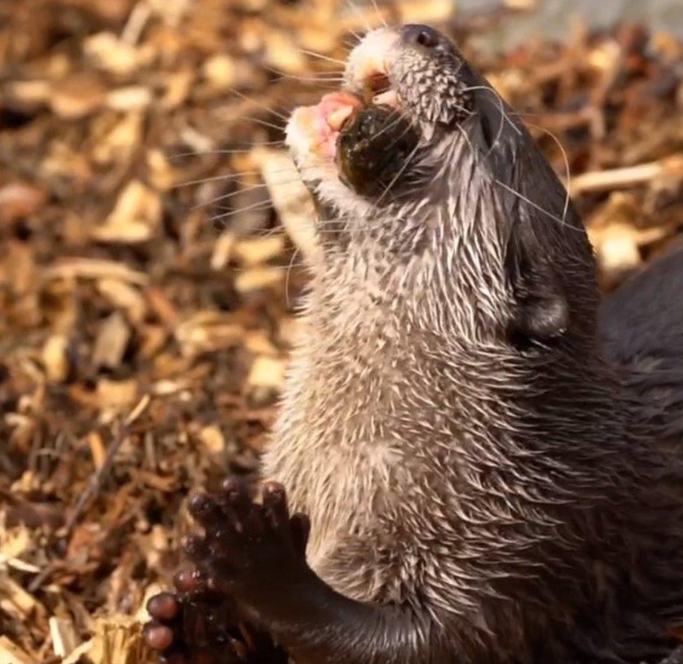 Asian short clawed otters