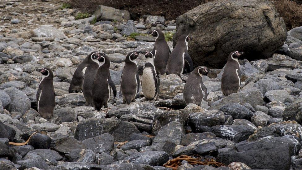 A colony of penguins