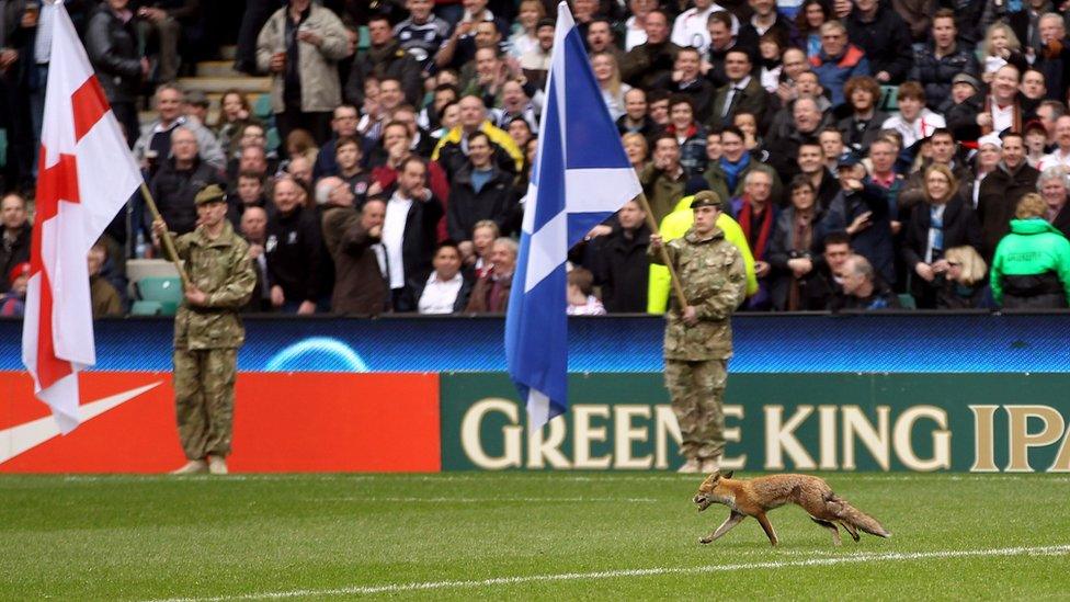 Fox on pitch during 6 nations rugby match.