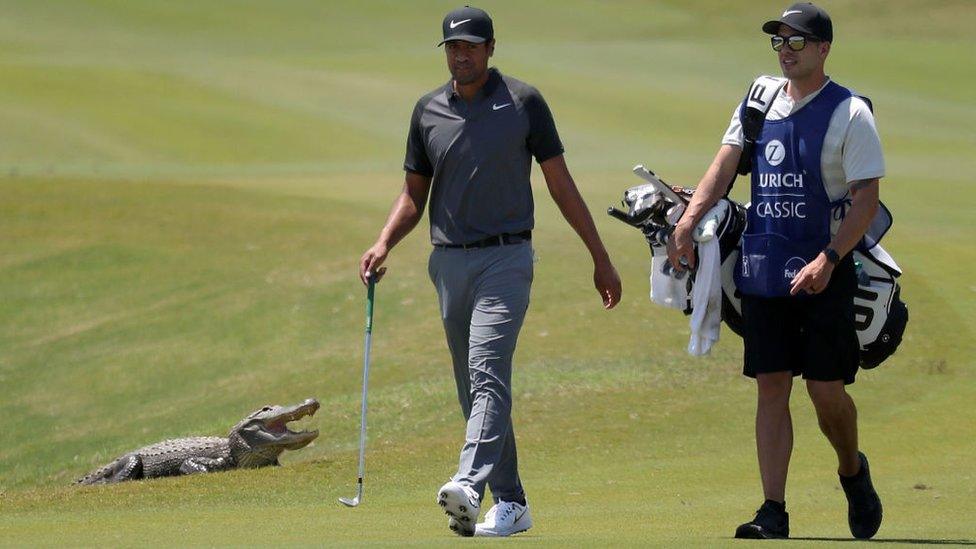 Tony-Finau-walks-down-fairway-past an-alligator.