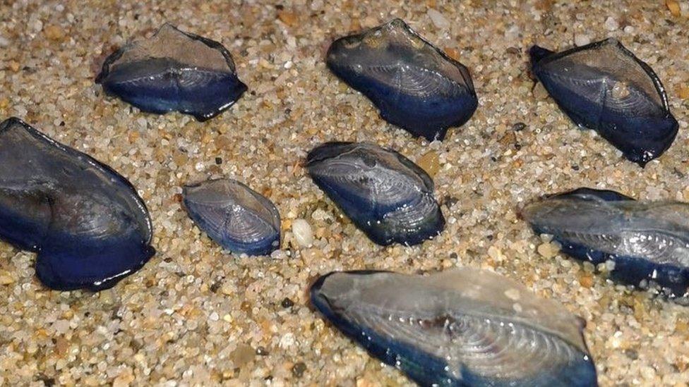 velella velella