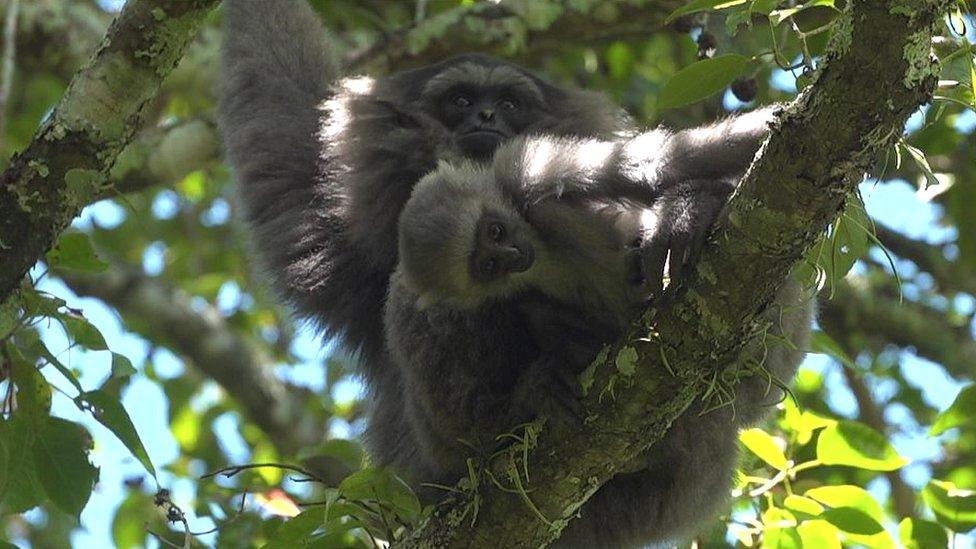 Gibbons in Java (c) BBC