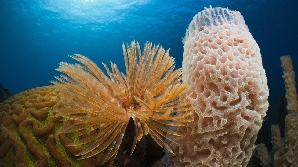 Image underwater of tube sponge and other corals