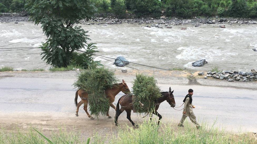 Boy with mules in Neelum Valley