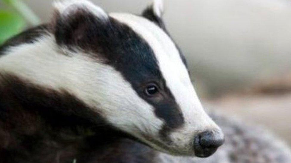 Badger