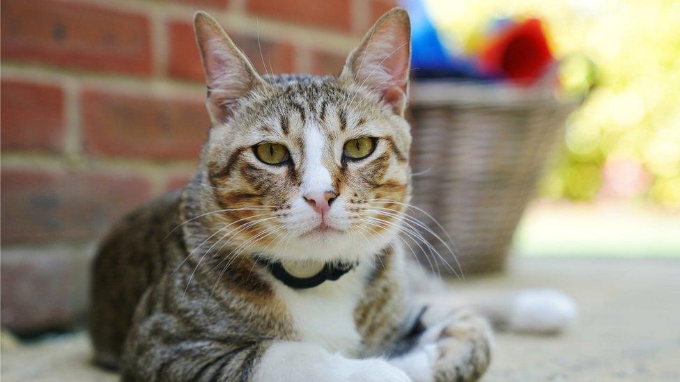 A cat sitting outside a house