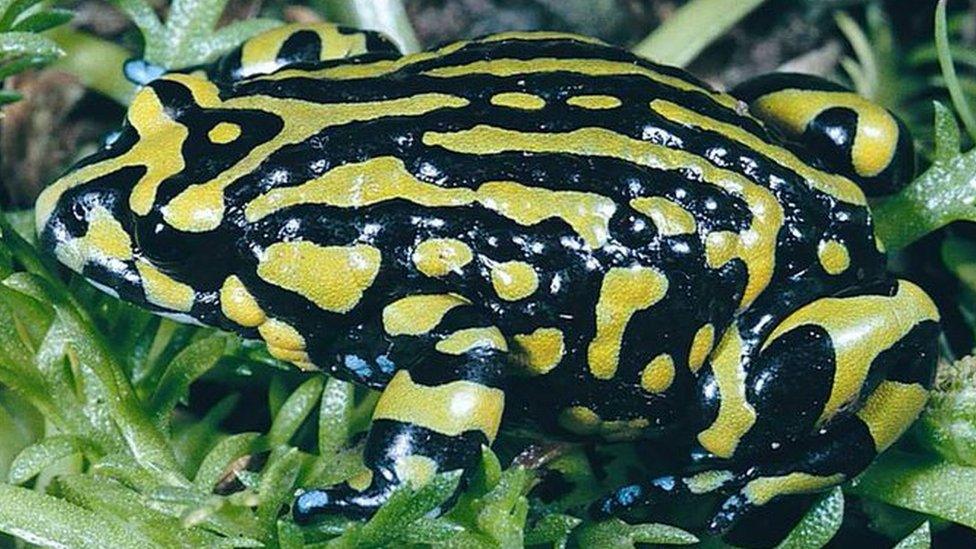 Northern corroboree frog