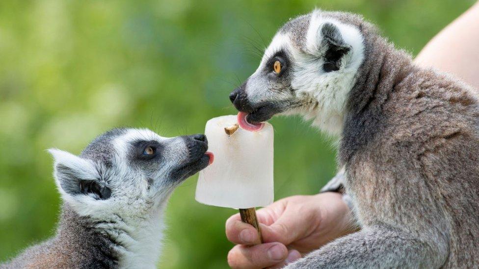 Lemurs licking an ice lolly