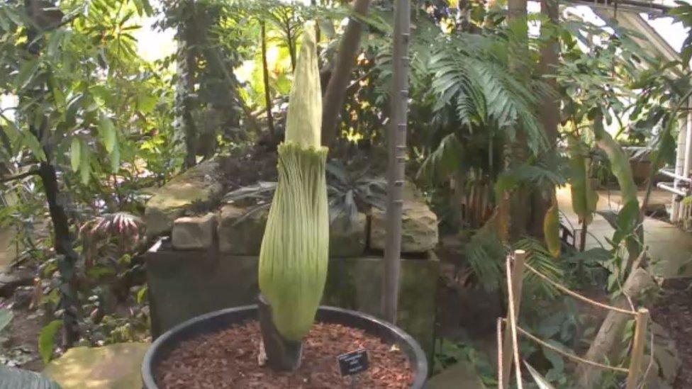 Titan Arum