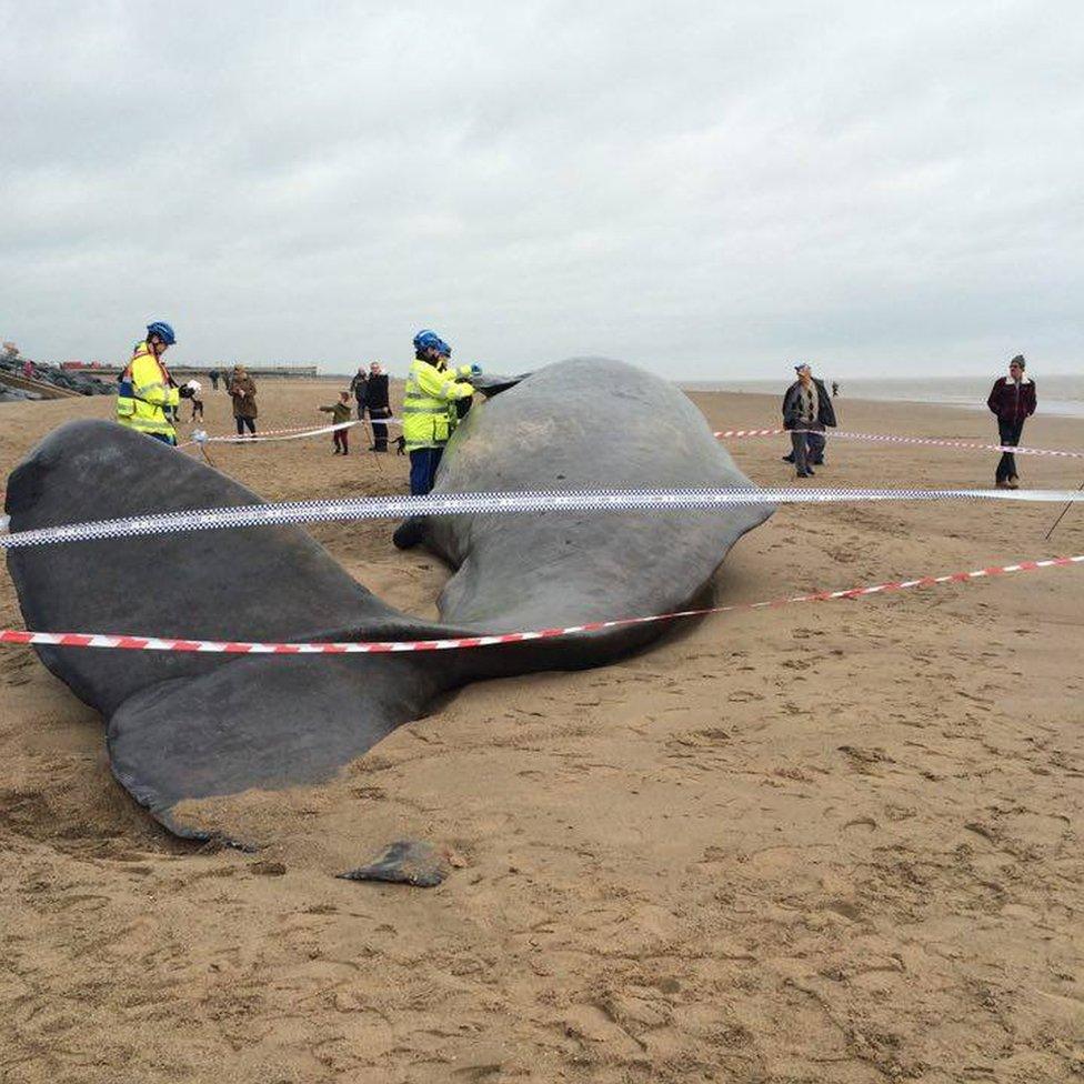 Dead whale on beach near Skegness