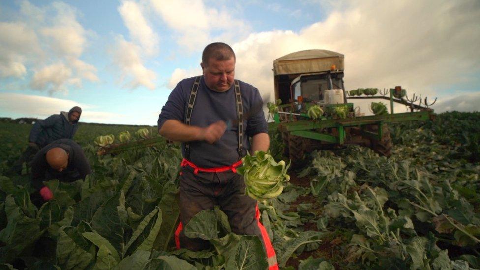 Stephen Murdock harvesting cauliflower