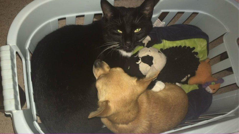 Shadow the cat in a washing basket cuddled up with one of Mrs Welch's dogs, a chihuahua