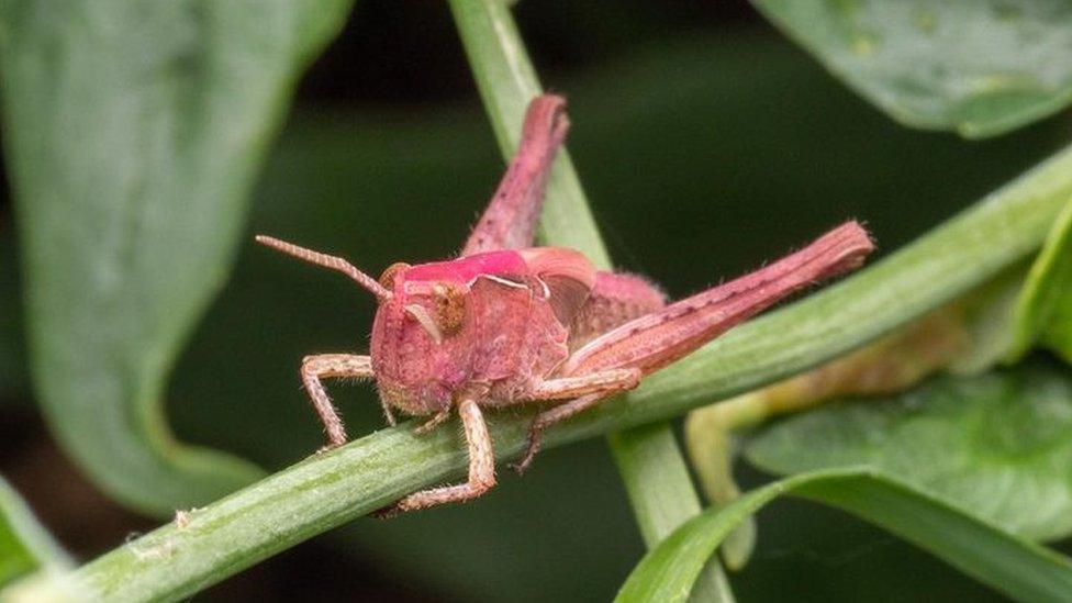 Pink grasshopper