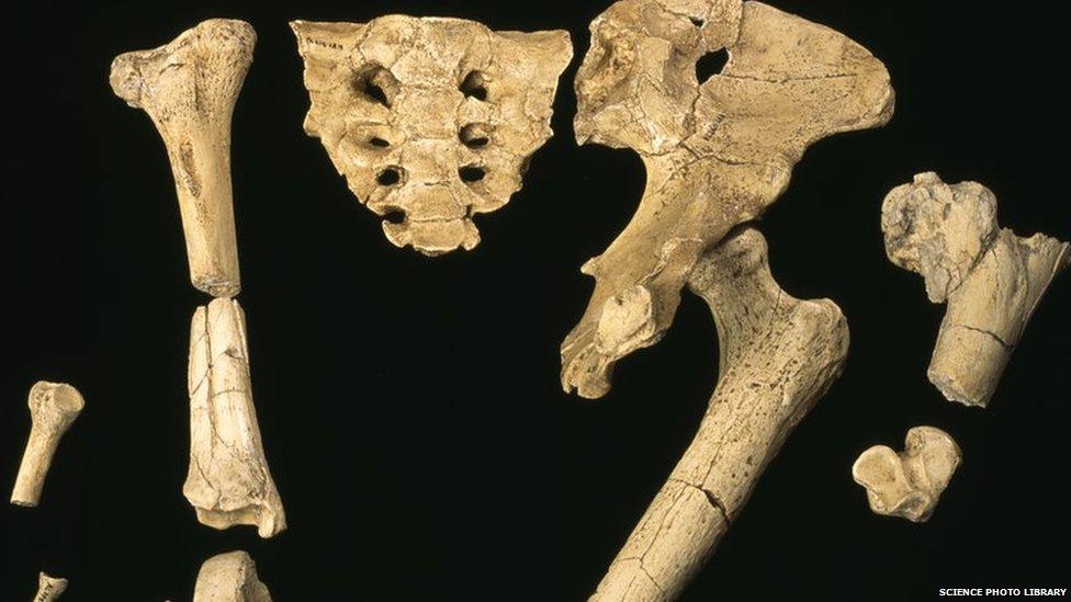 Bones from the skeleton of "Lucy", a young female Australopithecus afarensis hominid