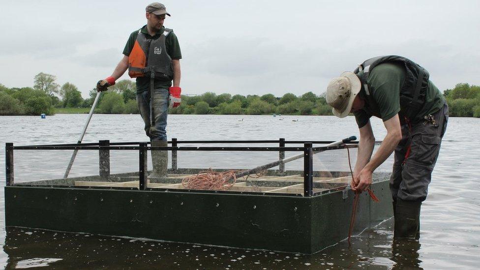 Workmen building a platform on a lake