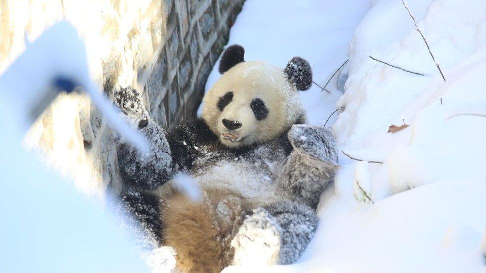 giant panda plays in the snow