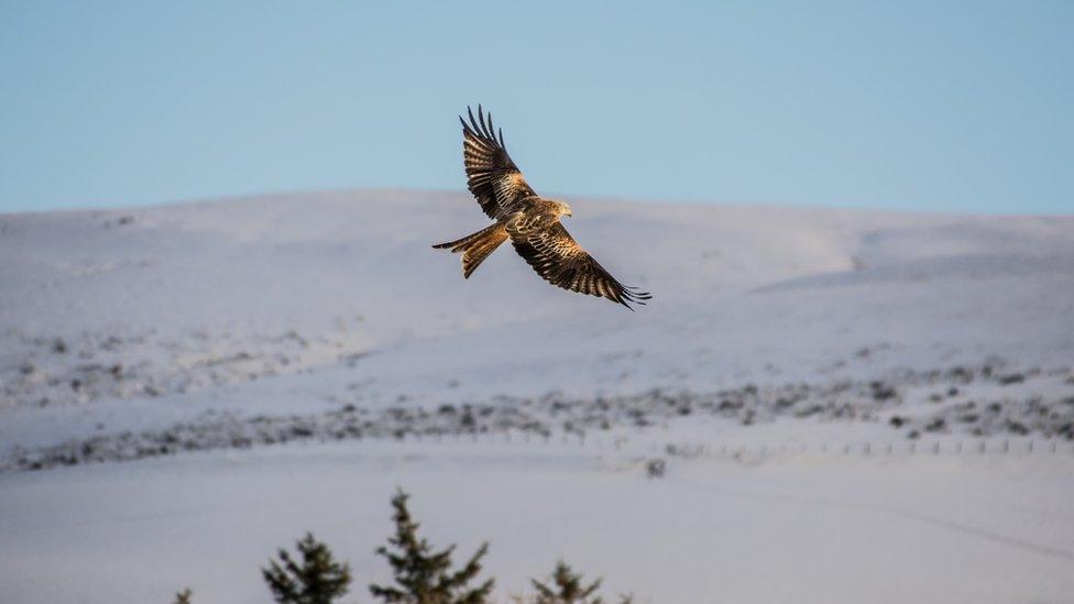 Red Kite bird in Llanddeusant, Carmarthenshire