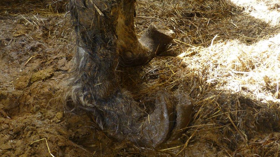 Horse's overgrown hooves