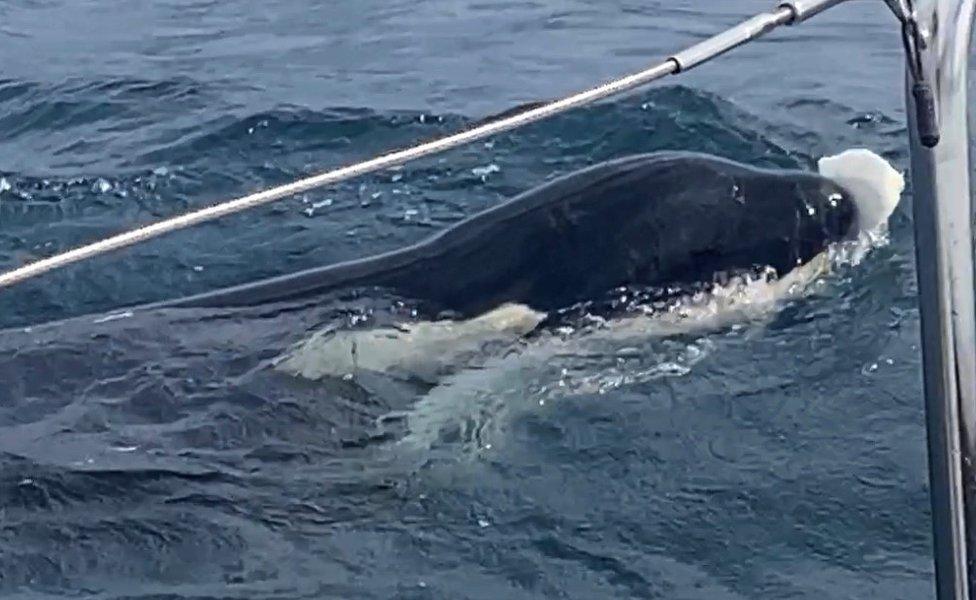 An orca plays with a floating piece of debris after breaking a sailing vessel's rudder