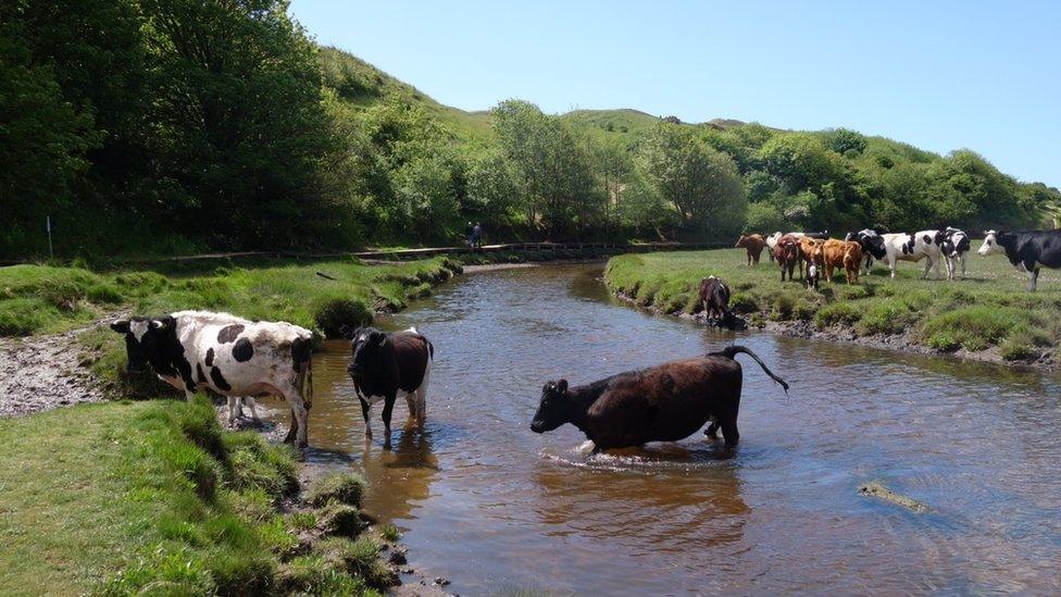 Cows in a river near Three Cliffs Bay